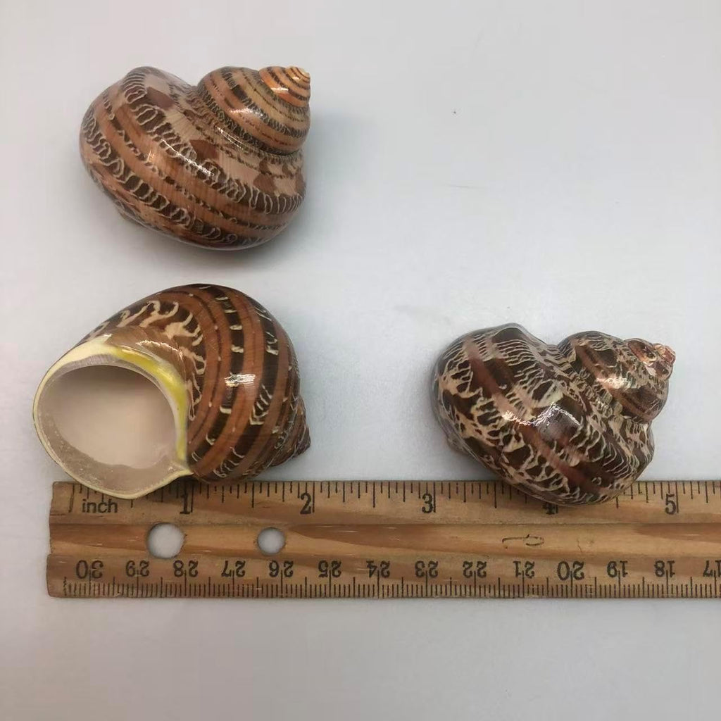 PEPPERLONELY 3 PC Natural Large Hermit Crab Shells, Tapestry Turbo, 2 Inch ~ 2-1/4 Inch