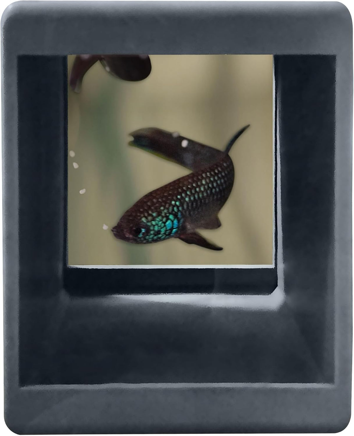 BWAquatics Betta Fish Cave Hideout – Breeding Crib & Bubble Nest Tunnel for Wild Bettas – Aquarium Decor, Enrichment Toy & Fish Tank Accessories