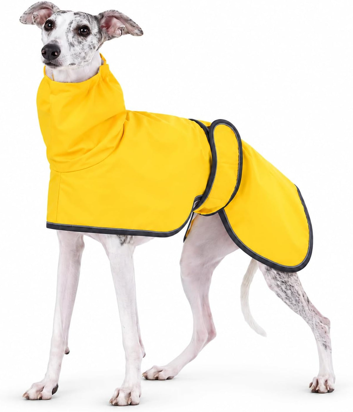 Greyhound Whippet Raincoat Waterproof with Reflective Stripe high Neck fit for Italian Greyhounds Whippets Long Back Breeds - Purple - XL