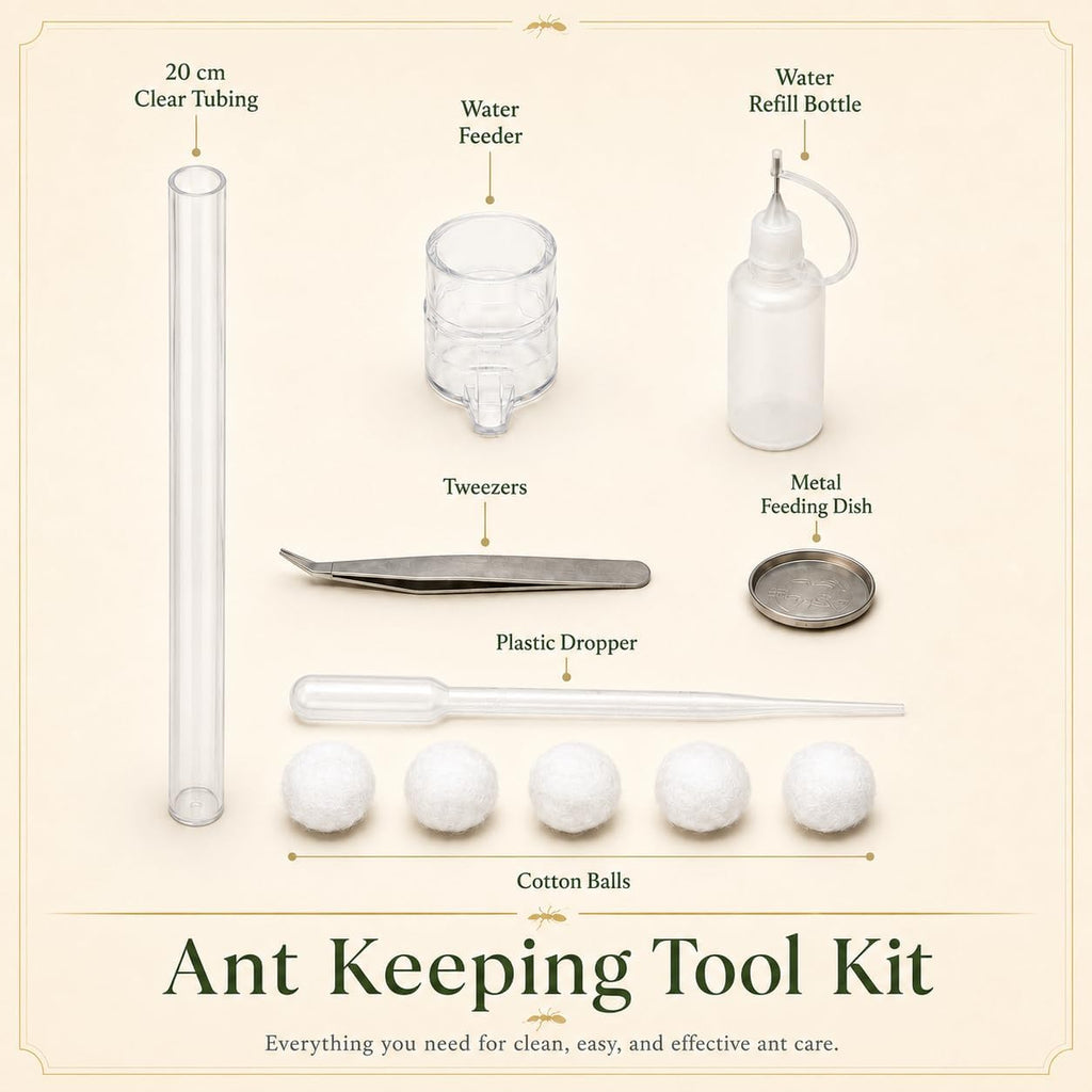 Terra Core M Ant Nest with Starter Kit 9 x 8 x 4.33 in