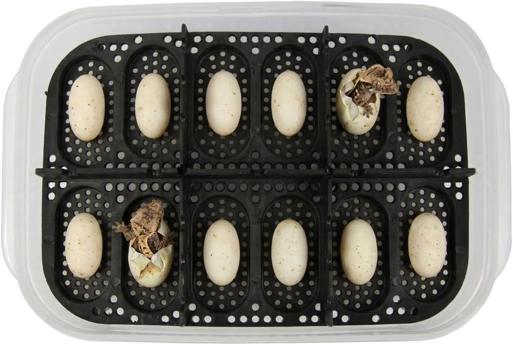 Gecko Egg Incubation Container with Built-in Tray – Holds 12 Eggs | Clear Polypropylene Box | Space-Saving Design | Suspended Incubation for Higher Hatch Rates
