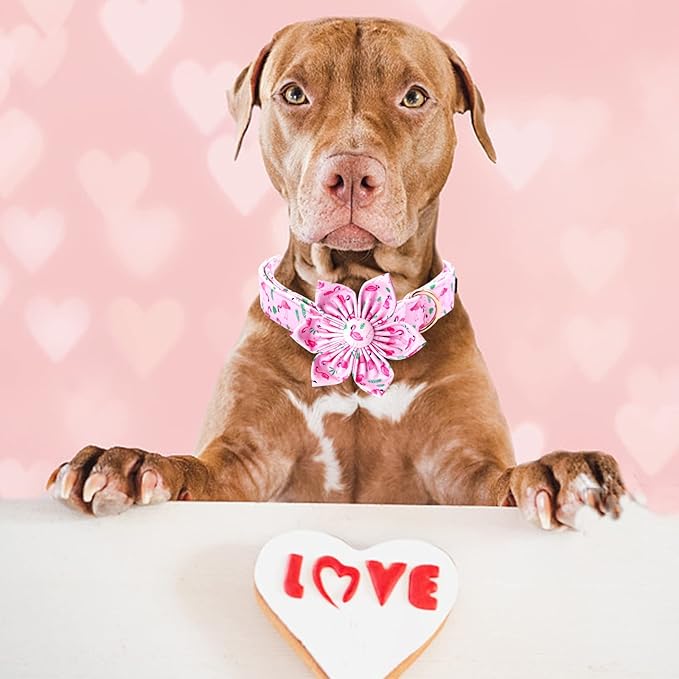 Lionheart Glory Valentine's Day Collar - Image 4