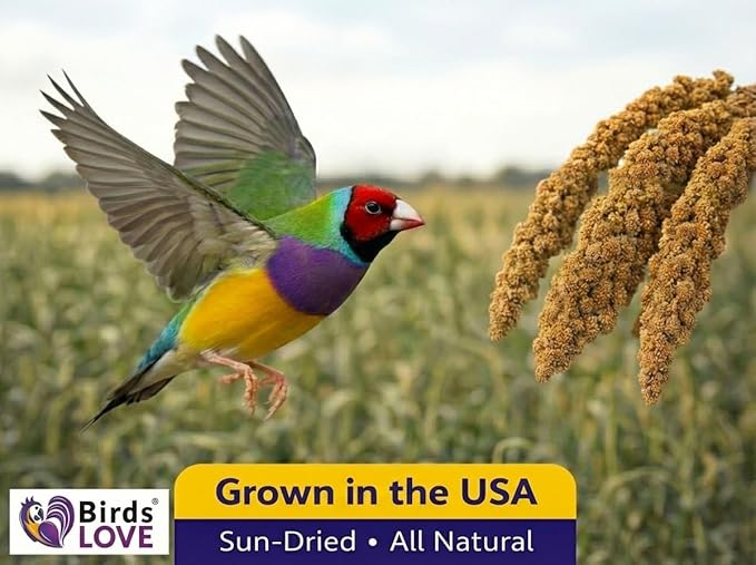1lb Millet Tips & Tails for Birds - Image 8