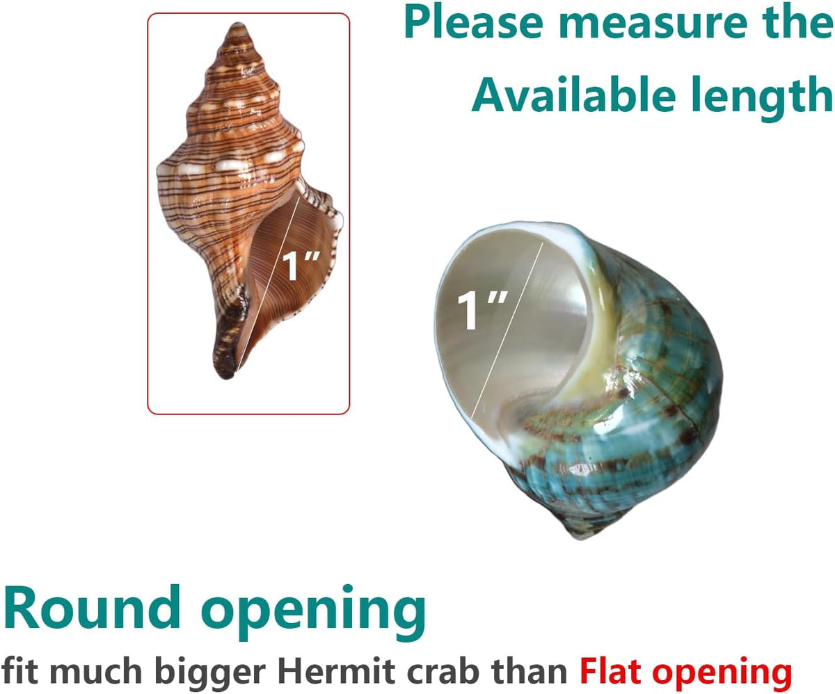 2pcs Medium Hermit Crab Shells, M Size Opening 1", Natural Sea Conch