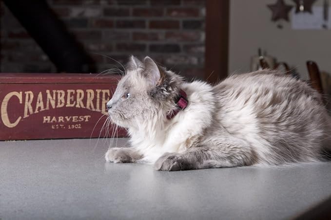 LupinePet Eco 1/2" Berry Cat Safety Collar - Image 2