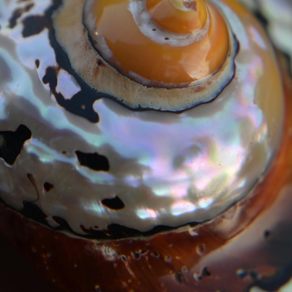 2pcs Hermit Crab Shells Medium, Natural Conch Seashell, Opening 1 Inch