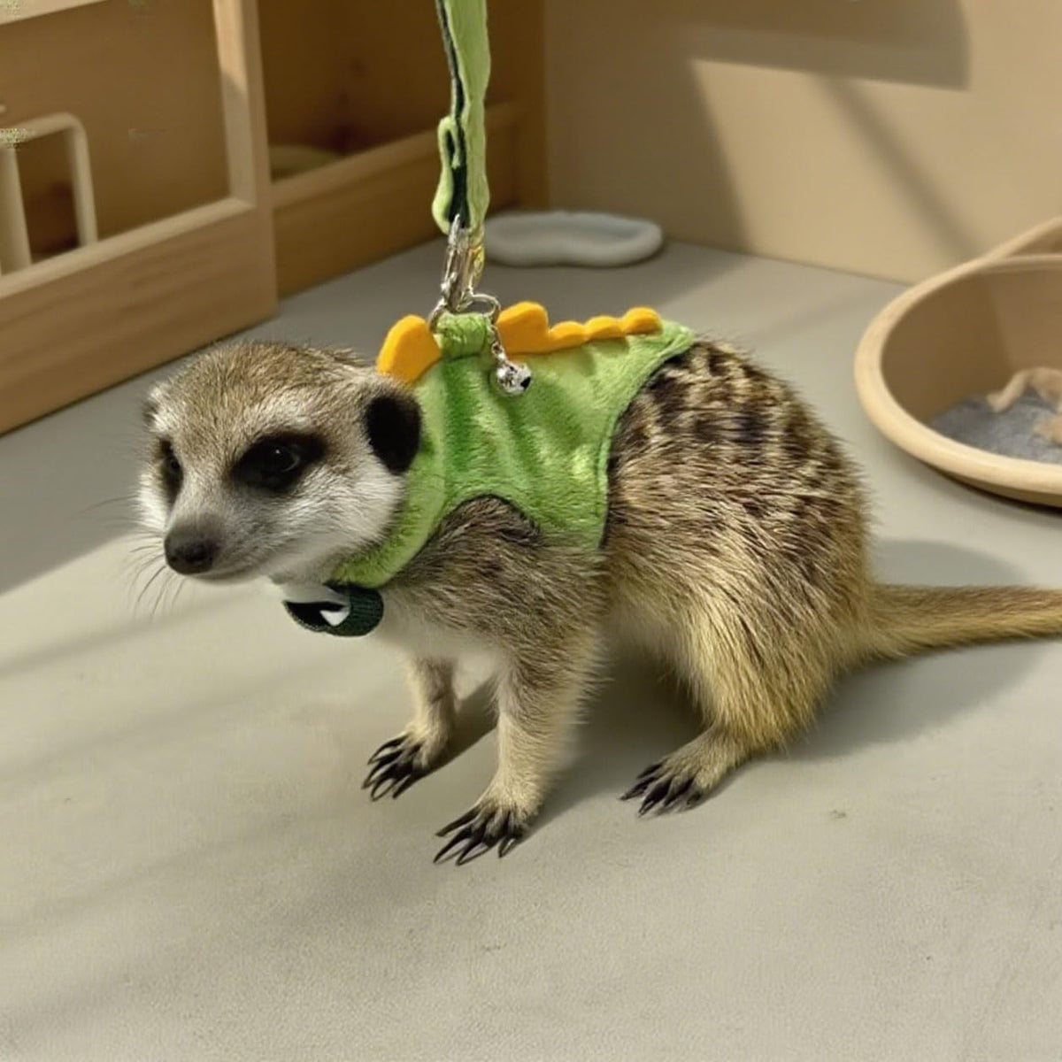 Adjustable Dinosaur Plush Harness & Leash Set, Soft No?Restriction Vest with Safety Bell, Escape?Proof Walking Leash for Ferret, Guinea Pig, Rabbit, Kitten, Puppy (Dinosaur-Green)