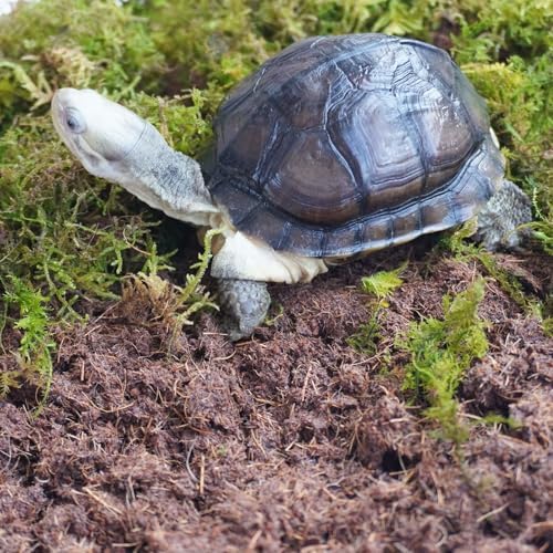 3PCS Tortoise Habitat Accessory Kit, Includes 3.5 Oz Moss Bag & Two 15 Oz Coconut Coir Bricks for Reptile Terrarium