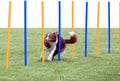 Trixie Dog Agility Slalom Course by TRIXIE