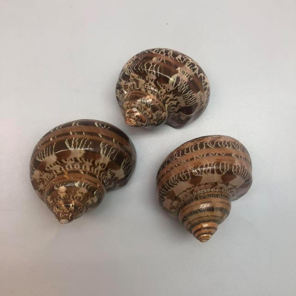 PEPPERLONELY 3 PC Natural Large Hermit Crab Shells, Tapestry Turbo, 2 Inch ~ 2-1/4 Inch