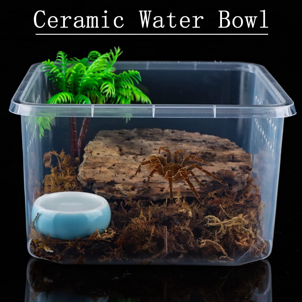 6 Pcs Tarantula Colorful Food Bowl Hermit Crab Water Bowl Spider Small Reptile Micro Ceramic Dish