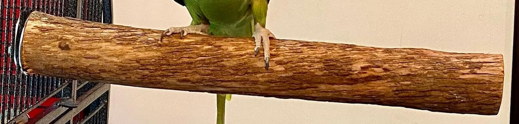 Polly's Single Bolt Hardwood Cage Perches Made in USA for Budgies, Parakeets, Cockatiels, Greys, Amazons, Blue & Gold Macaws, Cockatoos, Green Wing Macaws & Hyacinths. (X-Large)