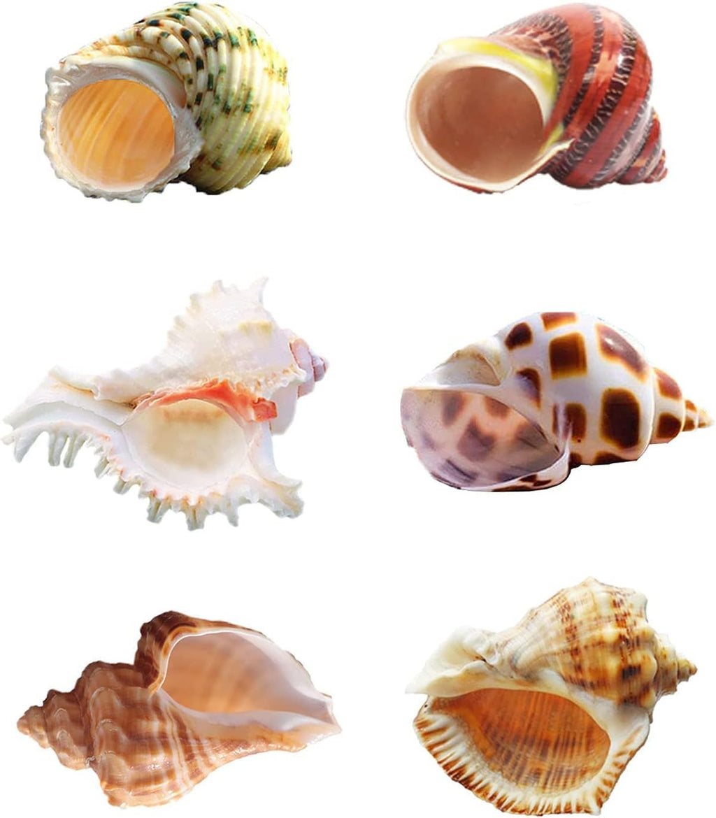 SINKOO 6PCS Hermit Crab Shells Medium to Large, Natural Sea Conch 2.3"-3.5"
