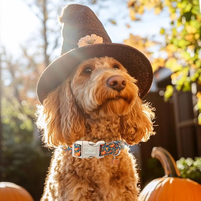 Fall Dog Collar Cute Autumn Pumpkin Puppy Collar - Image 5