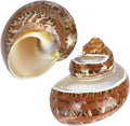 PH PandaHall 2pcs Large Hermit Crab Shells, 2.1x2.3x1.6 Inch Natural Sea Conch Ornament Opening Mouth 1~1.1 inch Turbo Seashells for Pet Crab Habitat Aquarium Crafting Resin Candle Projects, Brown