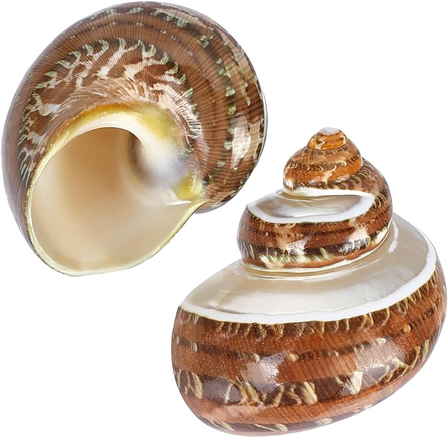 PH PandaHall 2pcs Large Hermit Crab Shells, 2.1x2.3x1.6 Inch Natural Sea Conch Ornament Opening Mouth 1~1.1 inch Turbo Seashells for Pet Crab Habitat Aquarium Crafting Resin Candle Projects, Brown