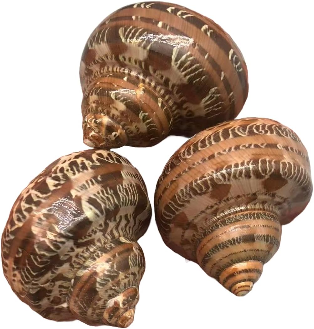 PEPPERLONELY 3 PC Natural Large Hermit Crab Shells, Tapestry Turbo, 2 Inch ~ 2-1/4 Inch