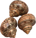PEPPERLONELY 3 PC Natural Large Hermit Crab Shells, Tapestry Turbo, 2 Inch ~ 2-1/4 Inch