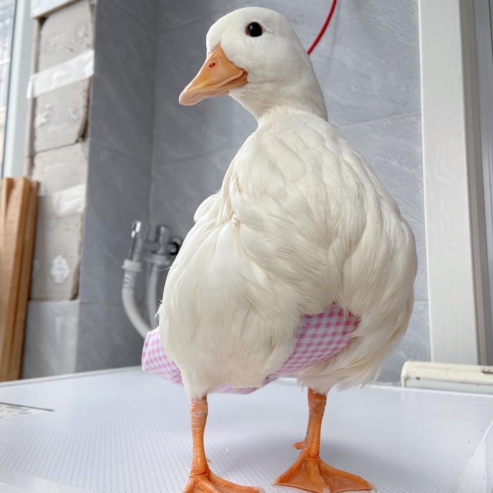 Duck Diapers, Chicken Diapers, Special Diapers for Poultry, Chicken, Duck and Goose Waterproof, Adjustable, Washable and Reusable Diapers，Poultry Supplies, Duck Supplies (4.41LB-6.06LB)