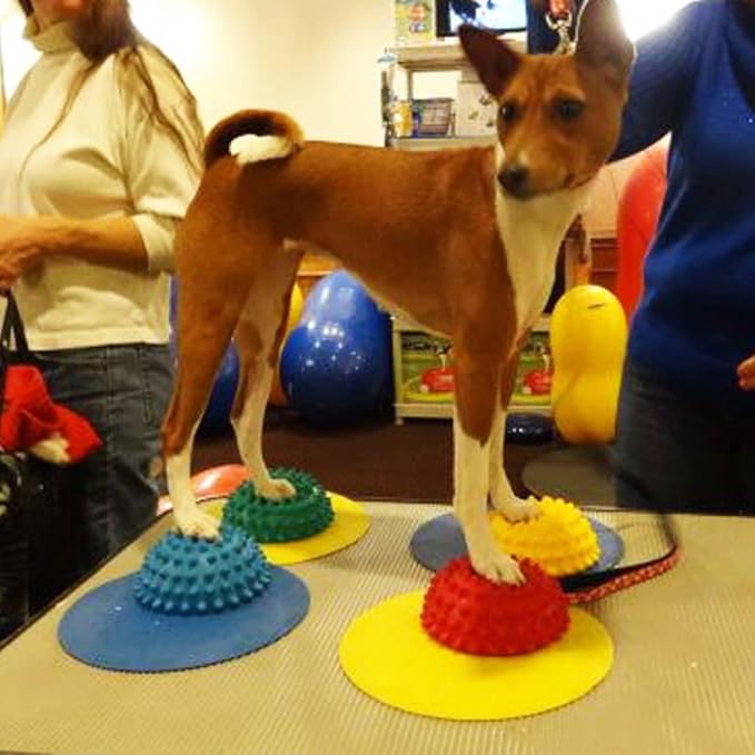 FitPAWS Targets - Image 4