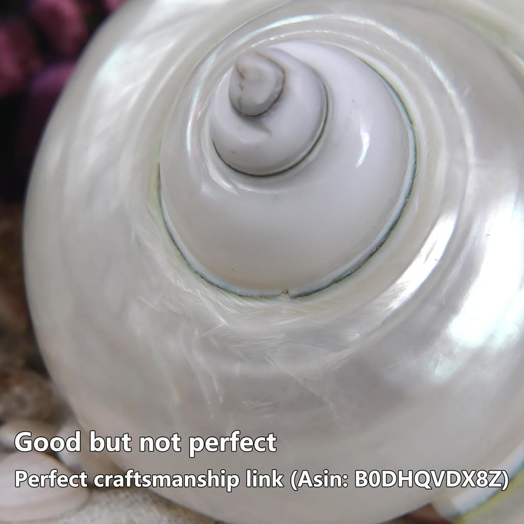 2pcs Large Hermit Crab Shells, Natural Big Turbo Seashells, White