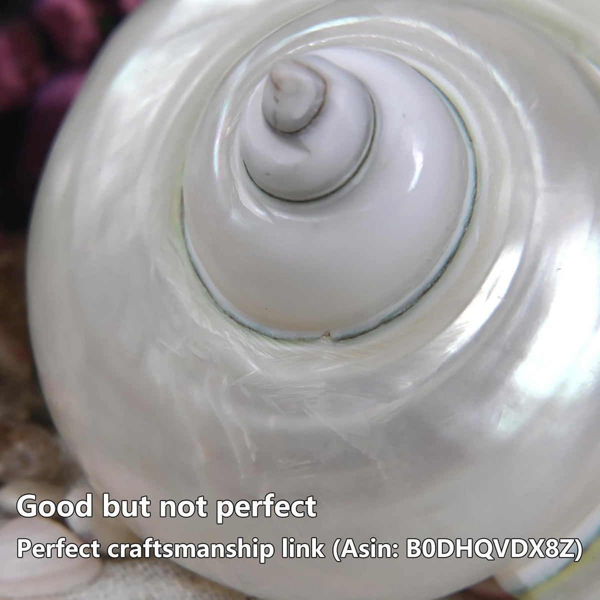 2pcs Large Hermit Crab Shells, Natural Big Turbo Seashells, White