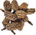 Magnolia Seed Pods, 12 Pack