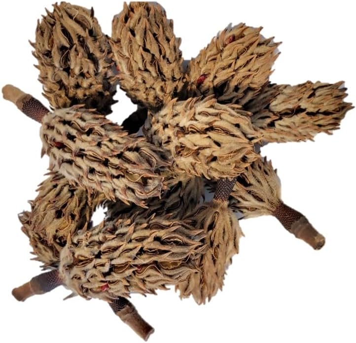 Magnolia Seed Pods, 12 Pack