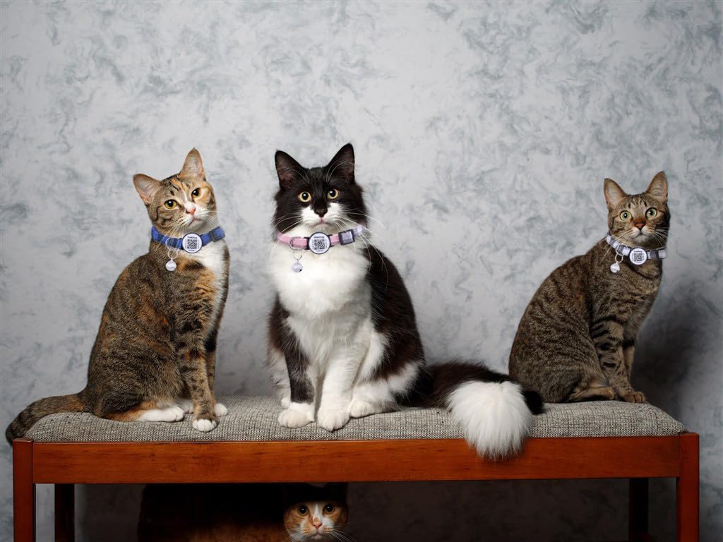 6(Pack) Cat Collar Breakaway with QR Code Name Tag,Pet ID Tag,Scan QR Receive Instant Pet Location Alert Email 6pack (Pink & Black & Orange & Green & Red & Blue)