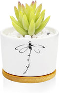 Window Garden Dragonfly Planter Pots, Dragonfly Gifts by Databa
