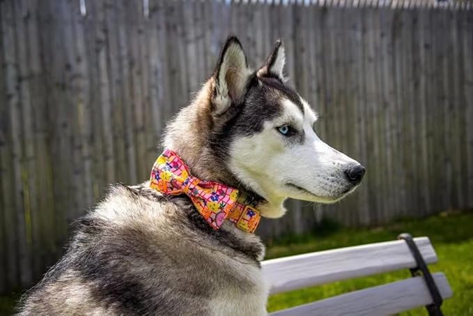 Elegant little tail Dog Collars - Image 4