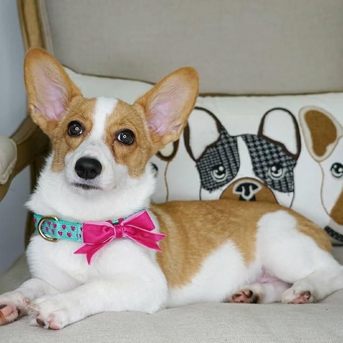 Blueberry Pet Dog Collar with Bowtie, Neck 14.5-20" Adjustable - Image 8