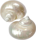 2pcs Large Hermit Crab Shells, Natural Big Turbo Seashells, White