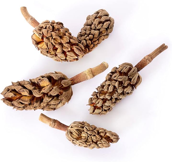 Galapagos (05159) Magnolia Seed Pods for Natural Bioactive Terrariums Provides shelter and Food for microfauna 2-4 inch pods 5pk
