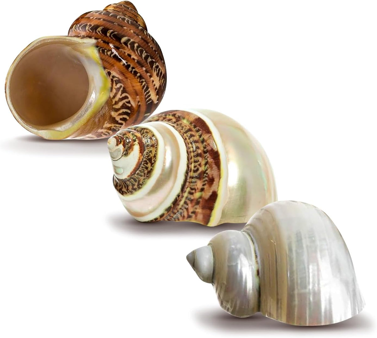 Hermit Crab Shells | Turbo Shells | 1 Brown, 1 Banded, and 1 White Pearlized Turbo Shells 1.75"-2" | Opening Size Approx. 1" | Hermit Crab House for Décor | Plus Free Nautical eBook by Joseph Rains