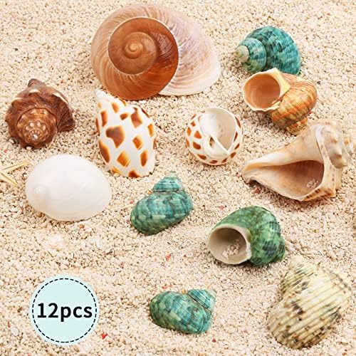 12PCS Hermit Crab Shells Medium and Large Growth Turbo Seashells 1.18"-3.2"