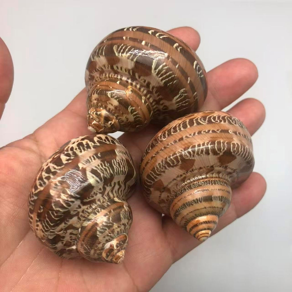 PEPPERLONELY 3 PC Natural Large Hermit Crab Shells, Tapestry Turbo, 2 Inch ~ 2-1/4 Inch