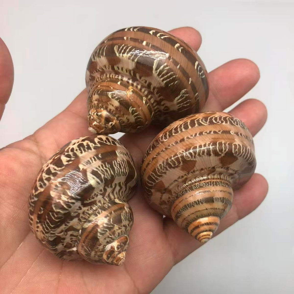 PEPPERLONELY 3 PC Natural Large Hermit Crab Shells, Tapestry Turbo, 2 Inch ~ 2-1/4 Inch