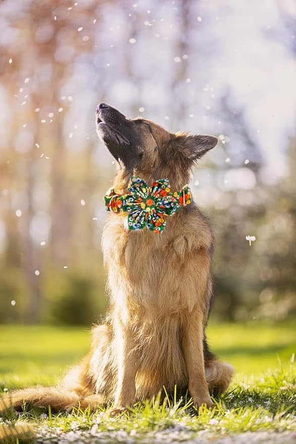 Lionheart Glory Cute Floral Pattern Pet Collar - Image 5