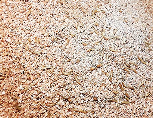 Josh's Frogs Mealworm & Superworm Wheat Bran Bedding and Food Source (5 Quarts) (Pack of 2)