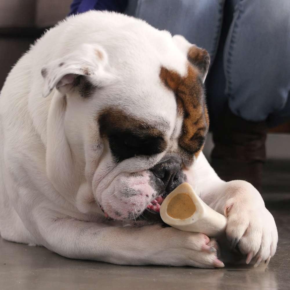 Pawstruck Small Filled Bones Variety Pack, Beef Femur Dog Chew, 3 Pack
