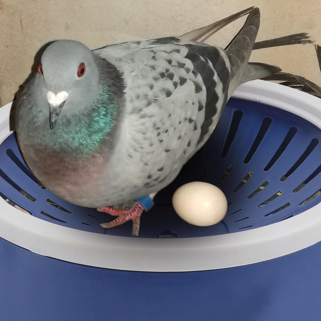 UKCOCO Pigeon Egg Nest Plastic 8.66 X 8.66 X 2.36 in 5 Nests