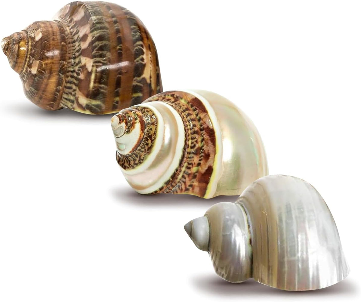 Hermit Crab Shells | Turbo Shells | 1 Brown, 1 Banded, and 1 White Pearlized Turbo Shells 1.75"-2" | Opening Size Approx. 1" | Hermit Crab House for Décor | Plus Free Nautical eBook by Joseph Rains