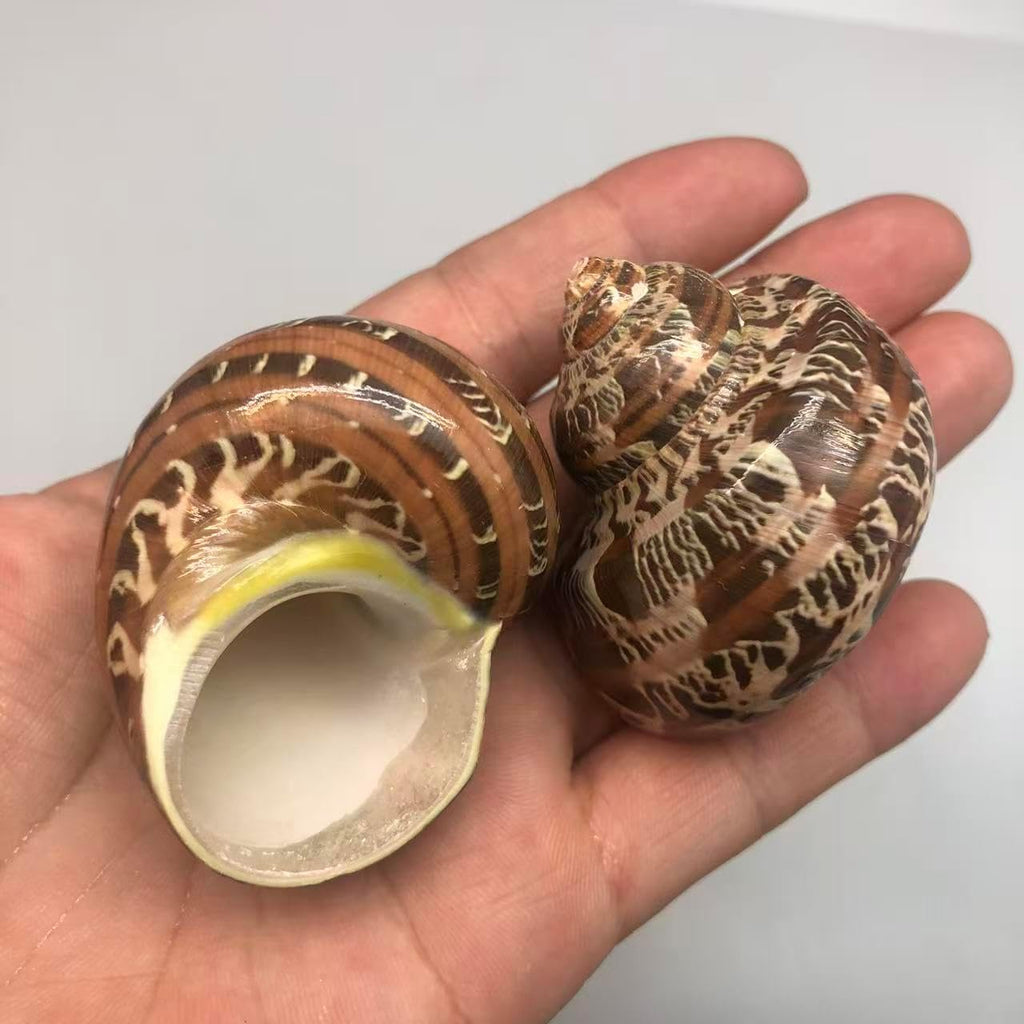 PEPPERLONELY 3 PC Natural Large Hermit Crab Shells, Tapestry Turbo, 2 Inch ~ 2-1/4 Inch
