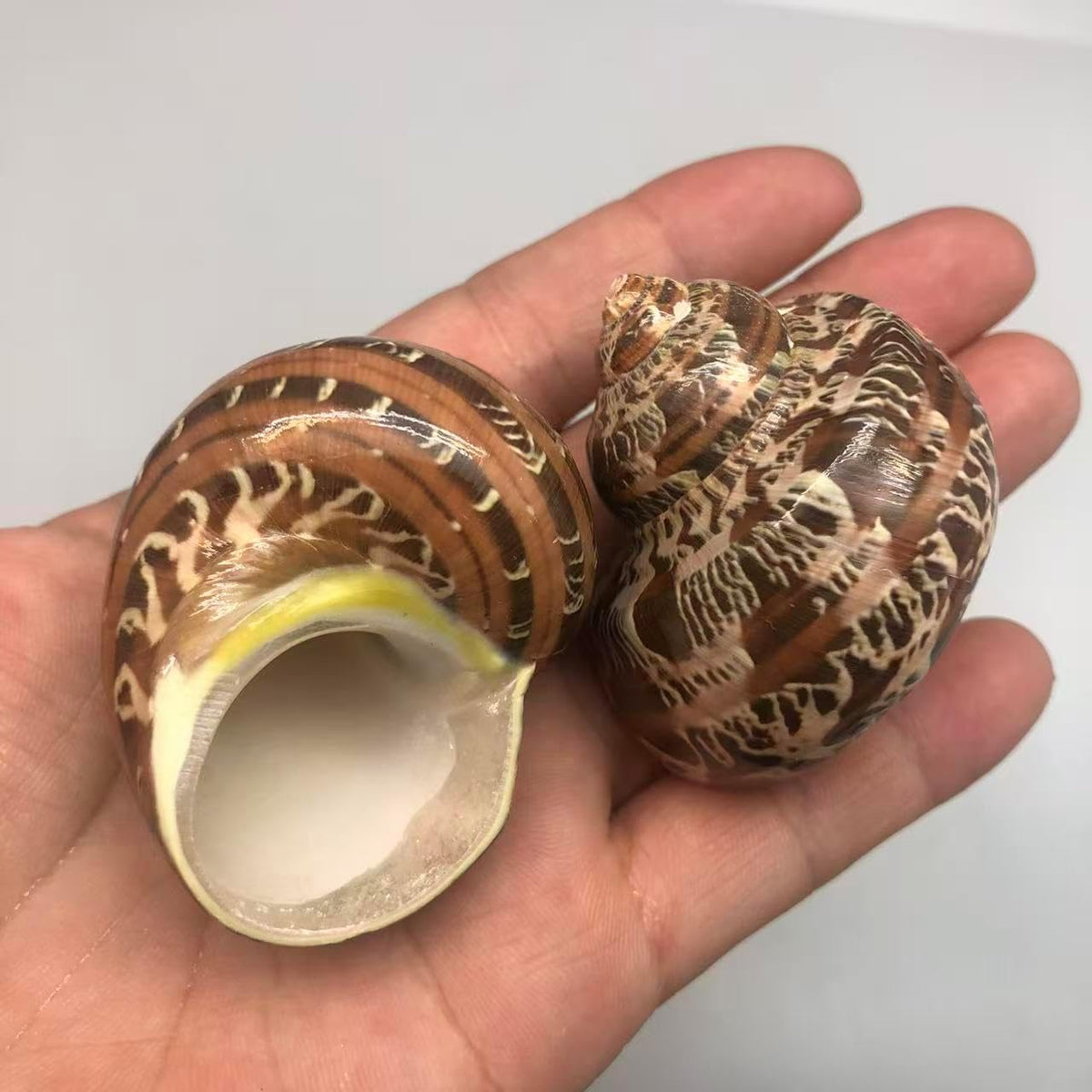 PEPPERLONELY 3 PC Natural Large Hermit Crab Shells, Tapestry Turbo, 2 Inch ~ 2-1/4 Inch