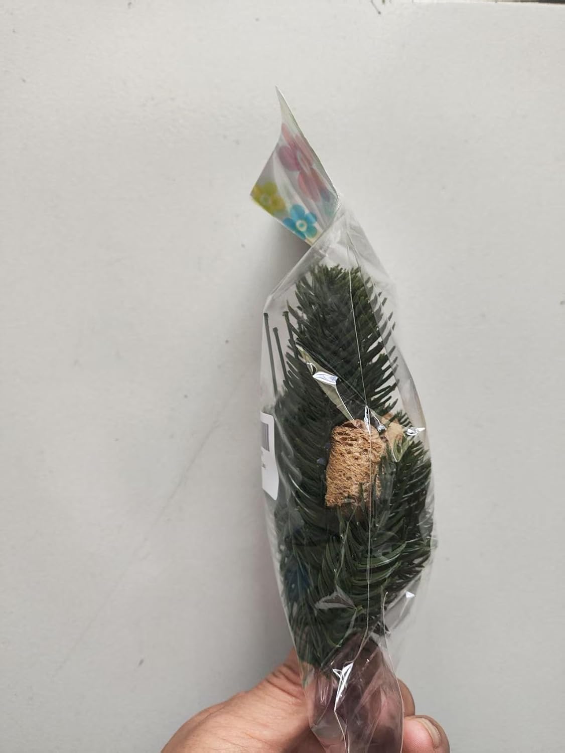 Praying Mantis Ootheca Egg Case on a Pine Branch(Five Egg Cases) – Imitate the Wild Environment, Release to the Garden, Nature, Each Ootheca can Produce up to 400 Baby mantises