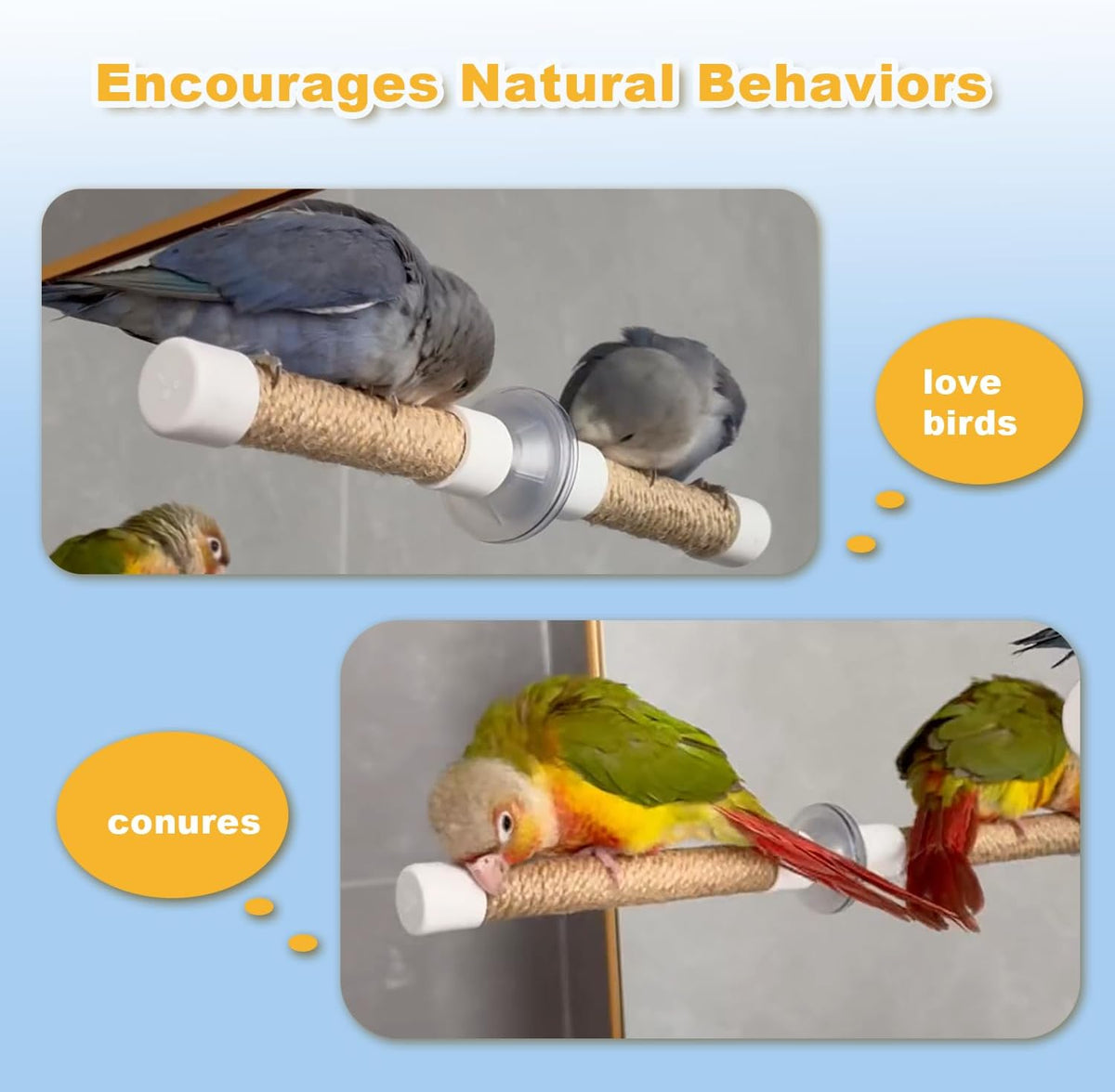 Suction Cup Bird Perch for Window, Natural Wood Parrot Stand with Strong Suction Cups, Portable Travel Perch for Shower/Bath/Car, Training Perch for Parakeet Cockatiel Conure Budgie (Medium)