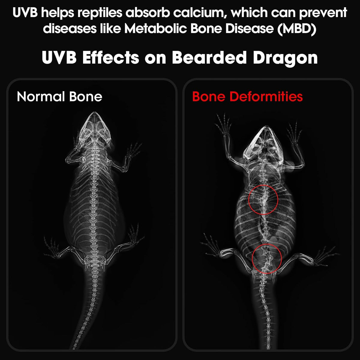 UVB Reptile Light - 4H/8H/12H Timer Auto On/Off - 3 Modes Lighting - 5 Level Brightness - 4W UVA UVB Lamp for Optimal Calcium Metabolism - Desert Tropical Animals Bearded Dragons Turtle Gecko