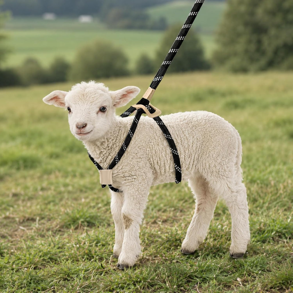 Goat Harness Leash for Mini Goat, Mini Pig