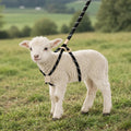 Goat Harness Leash for Mini Goat, Mini Pig